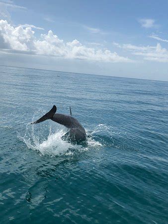 palm beach county metal box with dolphins on it|palm beach dolphin tours.